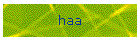 haa